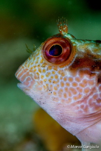 African Blenny, white fase, portrait by Marco Gargiulo 